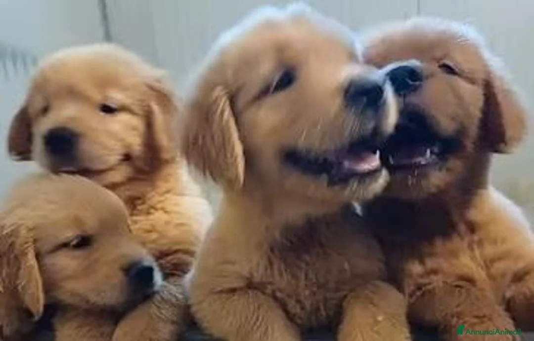 Golden Retriever cani in vendita: Cucciole Golden linea americana a Città Metropolitana di Bologna - Annuncio 4