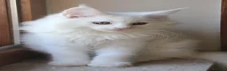Maine Coon gatti in vendita: Maine Coon femmina  - Annuncio 3