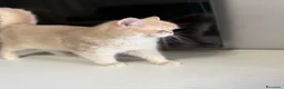 British gatti in vendita: British femmina  - Annuncio 3