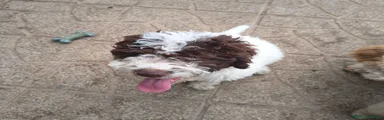 Lagotto 1