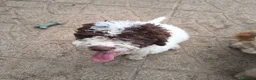 Lagotto cani in vendita: CUCCIOLI DI LAGOTTO ROMAGNOLO CON PEDIGREE - Annuncio 5