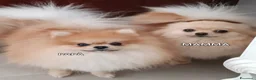 Volpino Pomerania cani in vendita: Cuccioli di Pomerania con pedigree ENCI - Annuncio 2