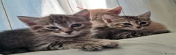 Europeo gatti in regalo: Splendidi gattini cercano casa - Annuncio 7