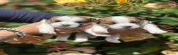 Jack Russell cani in vendita: Cuccioli jack russell lineaespositiva pelo ruvido  - Annuncio 3