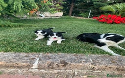 Border Collie cani in vendita: Border collie  a Provincia di Foggia - Immagine 3