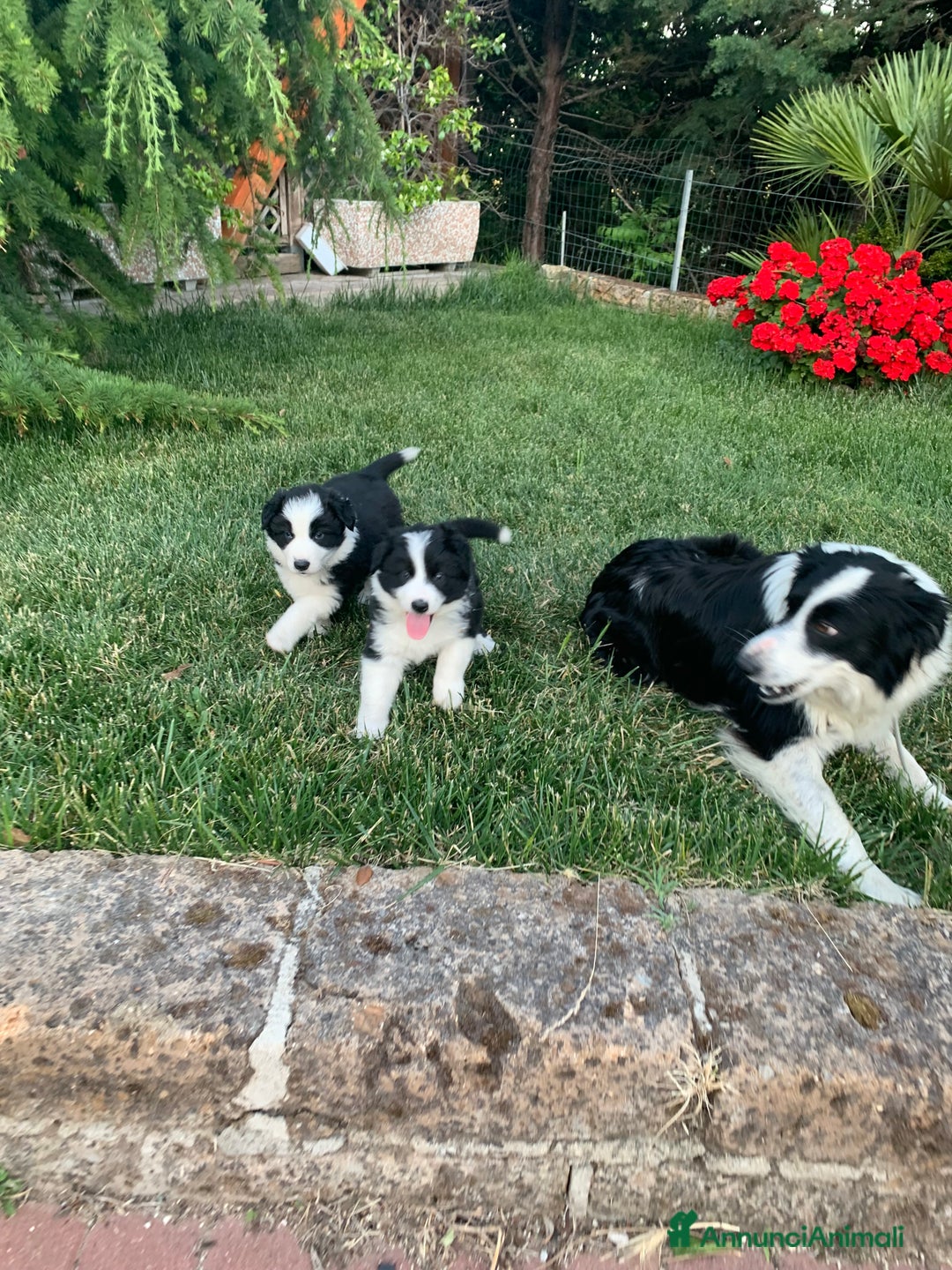 Border Collie cani in vendita: Border collie  a Provincia di Foggia - Immagine 3