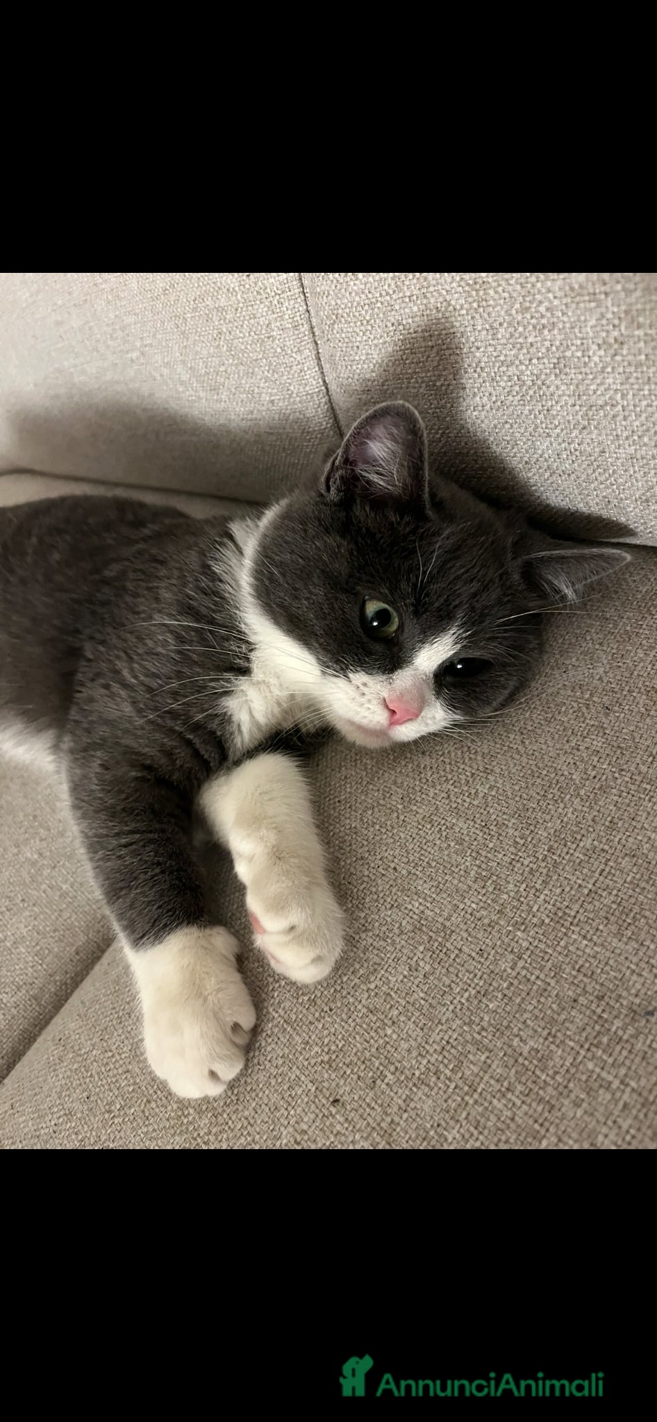 Altre razze gatti Simba e’ in cerca di una gatta - Annuncio 1