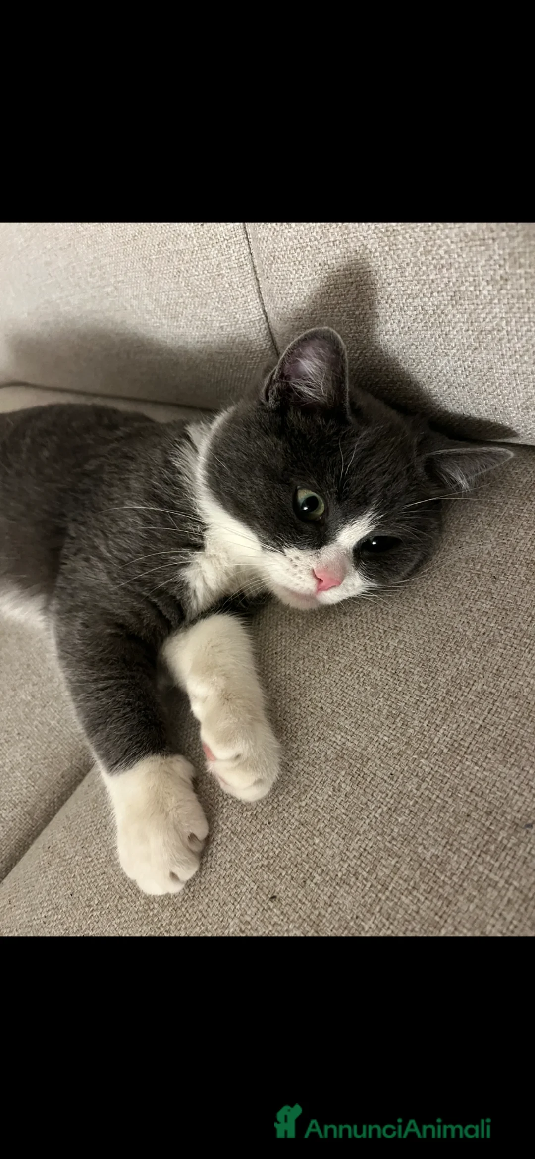 Altre razze gatti per accoppiamento: Simba e’ in cerca di una gatta - Annuncio 1