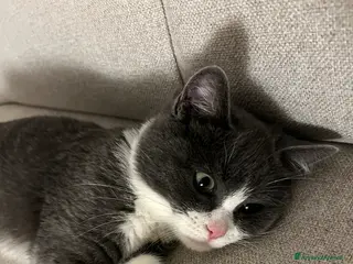 Altre razze gatti Simba e’ in cerca di una gatta - Annuncio 1