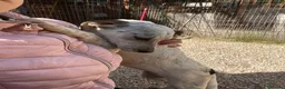 Meticcio cani in regalo: SOS SOS DOLCE CUCCIOLA a Provincia di Bergamo - Annuncio 9