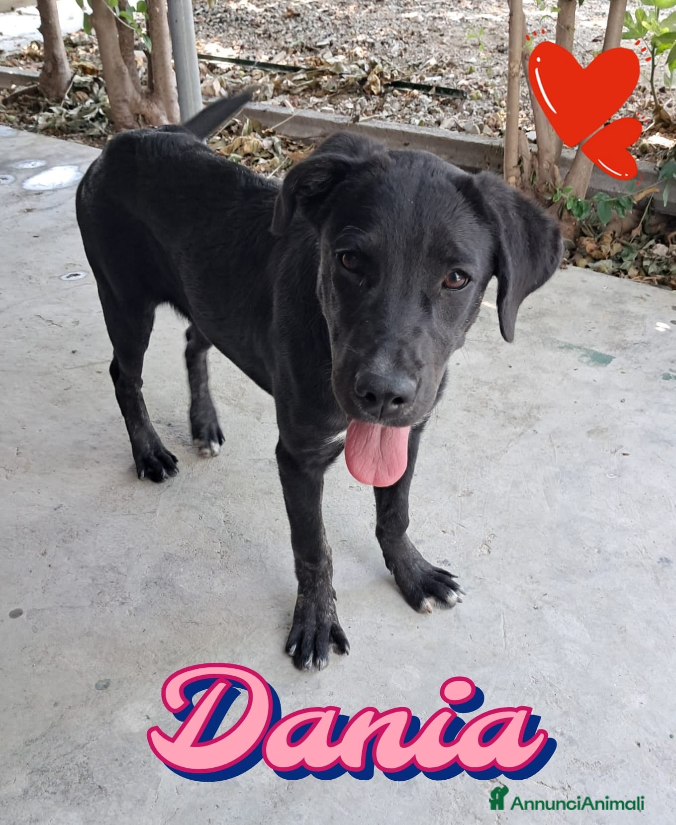 Meticcio cani DANIA classe 2024 - Annuncio 13