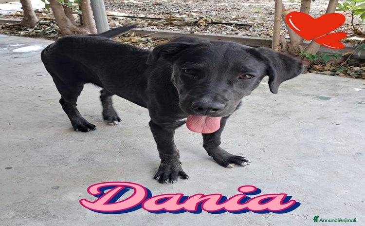 Meticcio cani - Annuncio 17