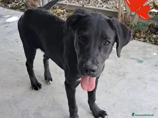 Meticcio cani DANIA classe 2024 - Annuncio 26