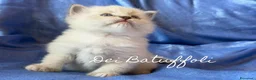 Siberiano gatti in vendita: Cuccioli Gatto Siberiano AFSI WCF, Alta genealogia - Annuncio 15
