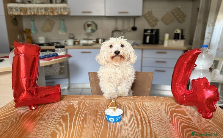 Maltese cani a Provincia di Ravenna - Annuncio 1