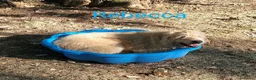 Altre razze cani in regalo: REBECCA dolcissima past. Vandeano a Provincia di Alessandria - Annuncio 4