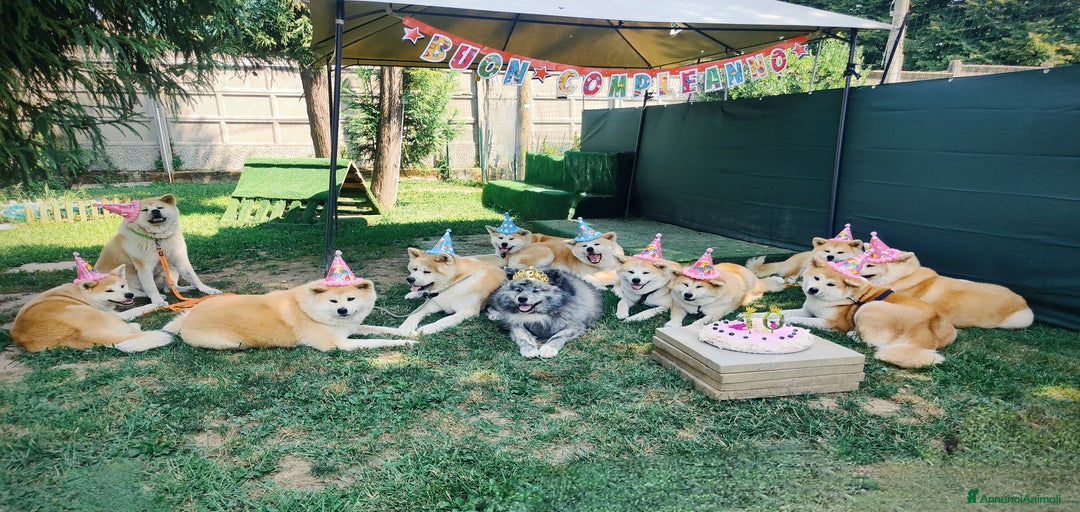 Immagine della galleria {{count}}