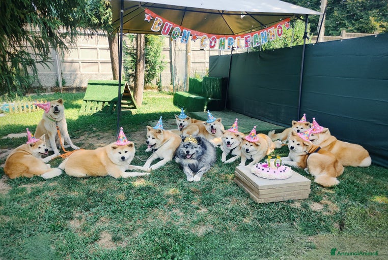 Immagine della galleria {{count}}