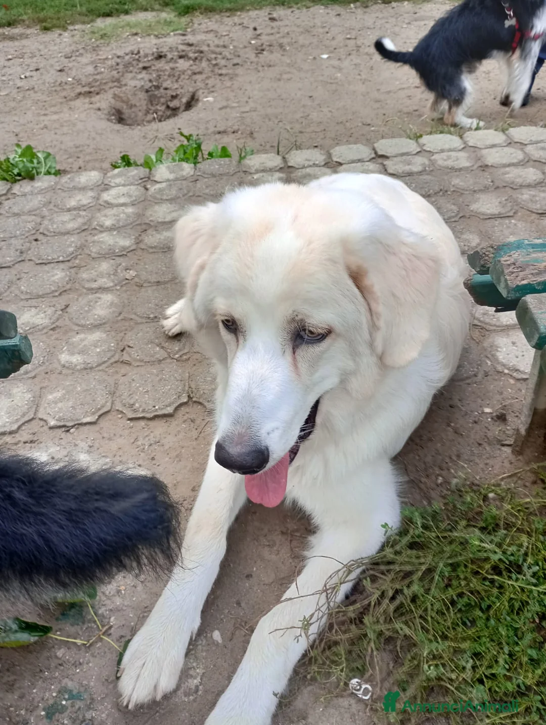 Meticcio cani in regalo: Claretta  - Annuncio 2