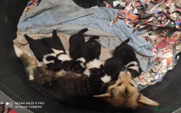 Corgi Pembroke cani in vendita: Corgi Pembroke  a Provincia di Pavia - Immagine 3