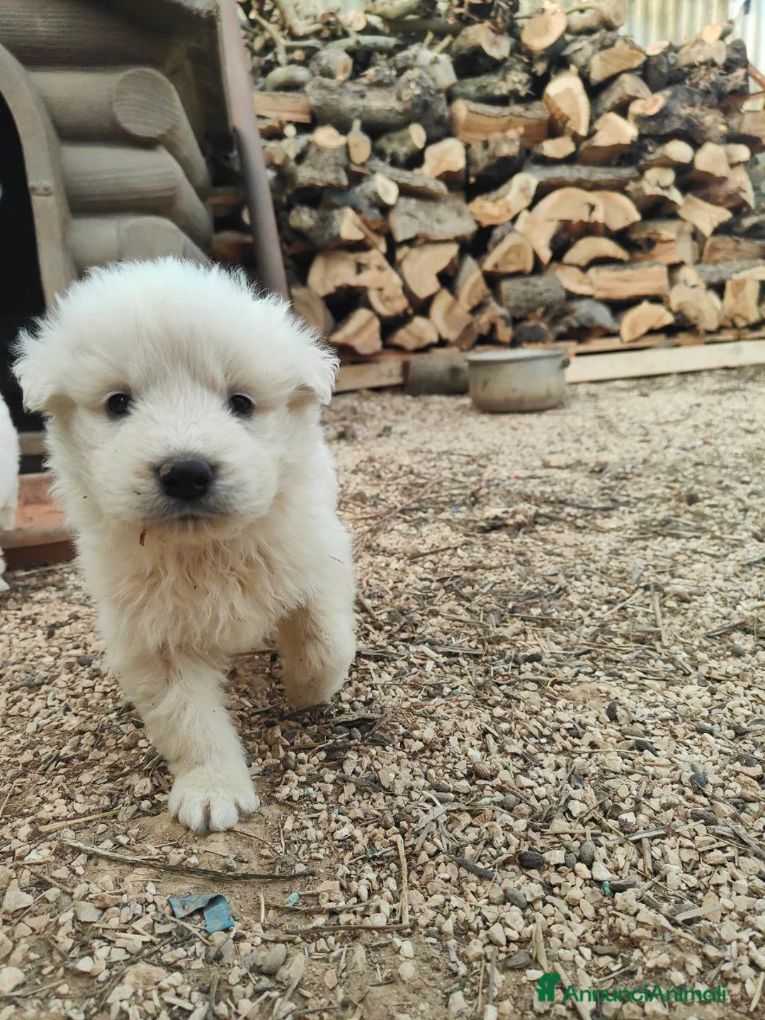 Pastore Maremmano cani in vendita: Maremmani  a Francavilla Fontana nati 30 dicembre - Annuncio 10
