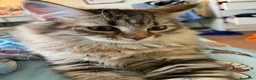 Siberiano gatti in vendita: Dolce Nina - Annuncio 3