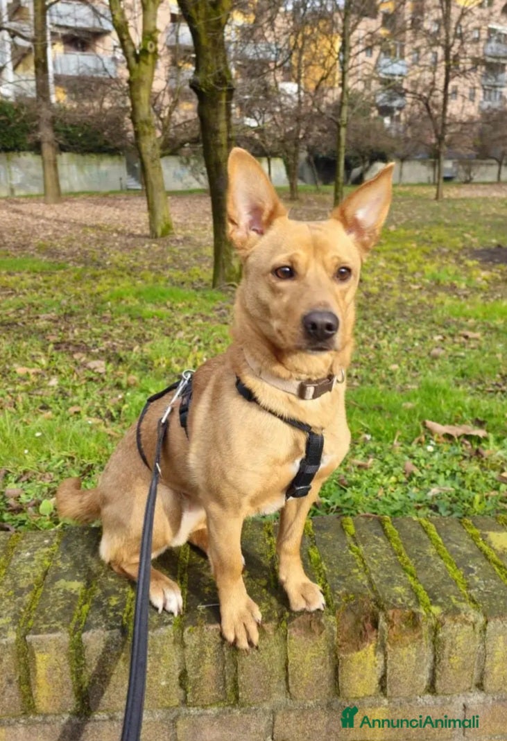 Meticcio cani Femmina mix Bassotto/Jack Russel 5anni URGE!MILANO - Annuncio 39