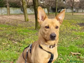 Meticcio cani Femmina mix Bassotto/Jack Russel 5anni URGE!MILANO - Annuncio 39