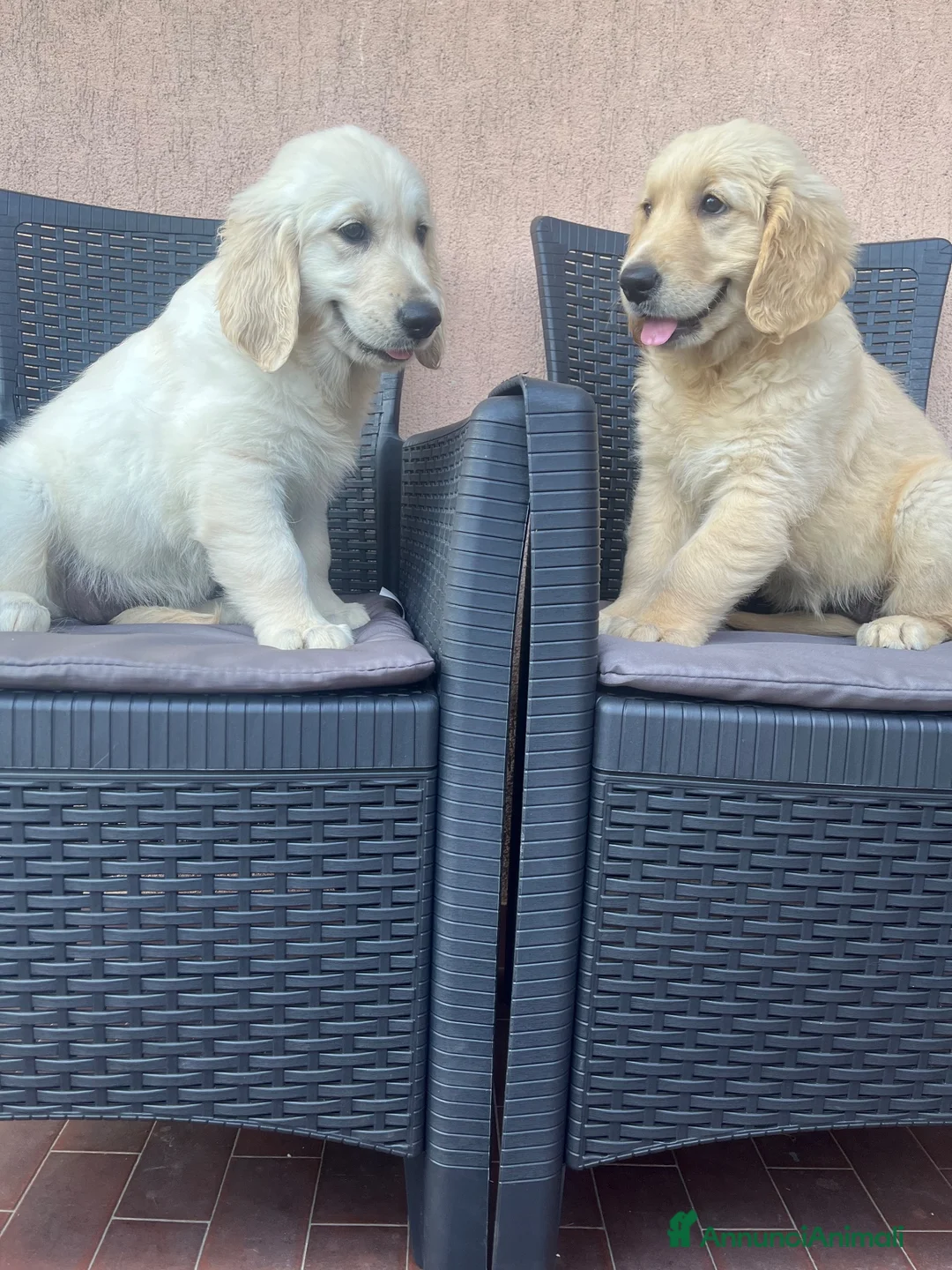 Golden Retriever cani in vendita: 🐶 2 FEMMINE GOLDEN RETRIEVER DI 2 MESI – PEDIGREE - Annuncio 2