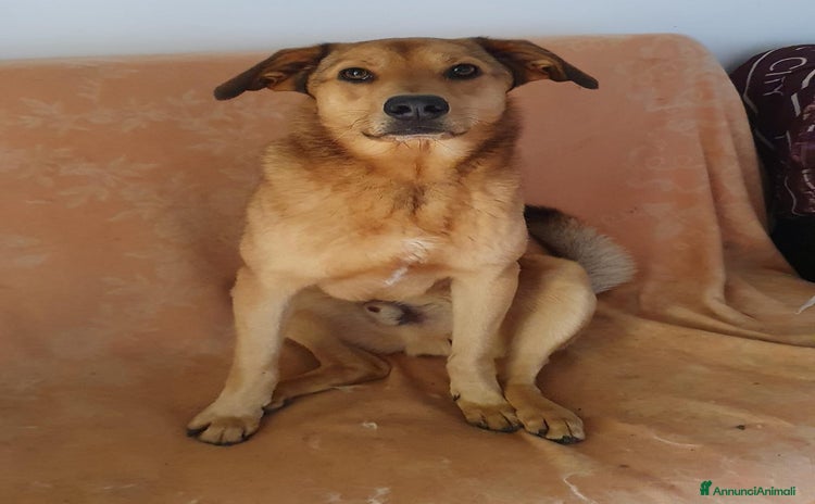 Meticcio cani a Pomezia - Annuncio 3