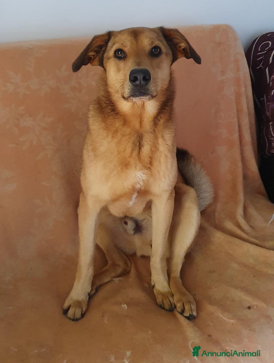 Meticcio cani in regalo: ACKICO,2 occhioni timidi e buoni a Pomezia - Annuncio 1