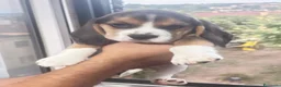 Beagle cani in vendita: Vendesi beagle puri con pedigree a Provincia dell'Aquila - Annuncio 3