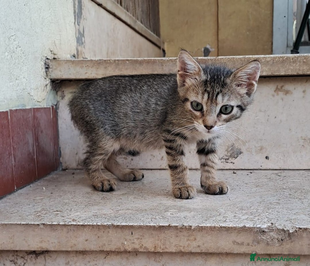 Meticcio cani in regalo: NEMO  a Città metropolitana di Roma Capitale - Annuncio 2