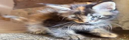 Maine Coon gatti in vendita: CUCCIOLE MAINE COON SHADED PREGIATE 3 rate - Annuncio 4