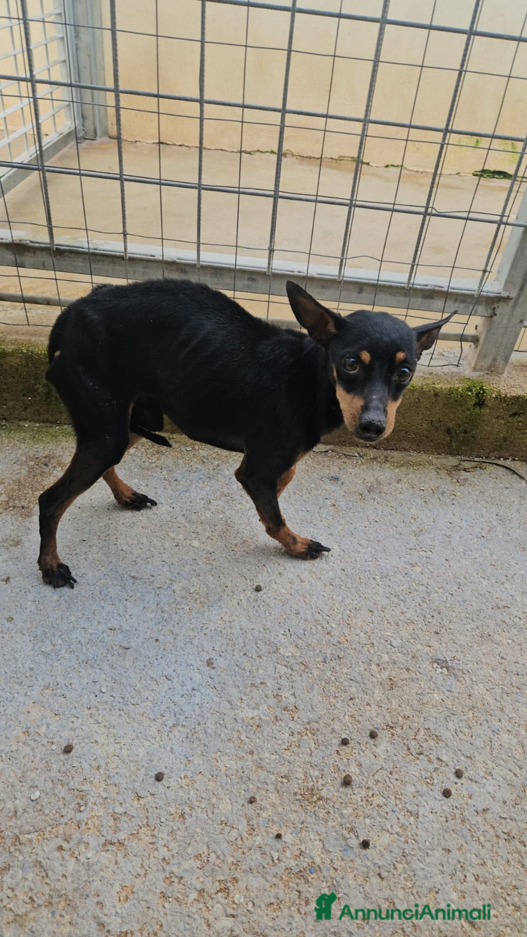 Meticcio cani in regalo: Zenit: simil pinscherino dolce e timido  - Annuncio 3