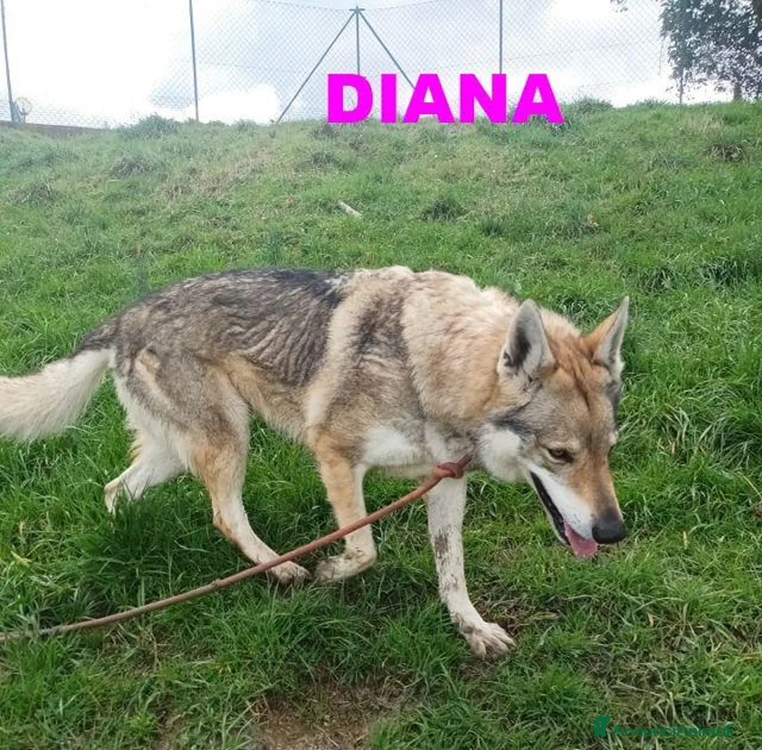 Lupo Cecoslovacco cani in regalo: DIANA bellissima - per esperti a Provincia di Lucca - Annuncio 8