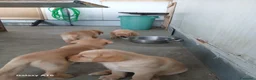 Labrador cani in vendita: Vendesi cuccioli Labrador  a Città metropolitana di Roma Capitale - Annuncio 10