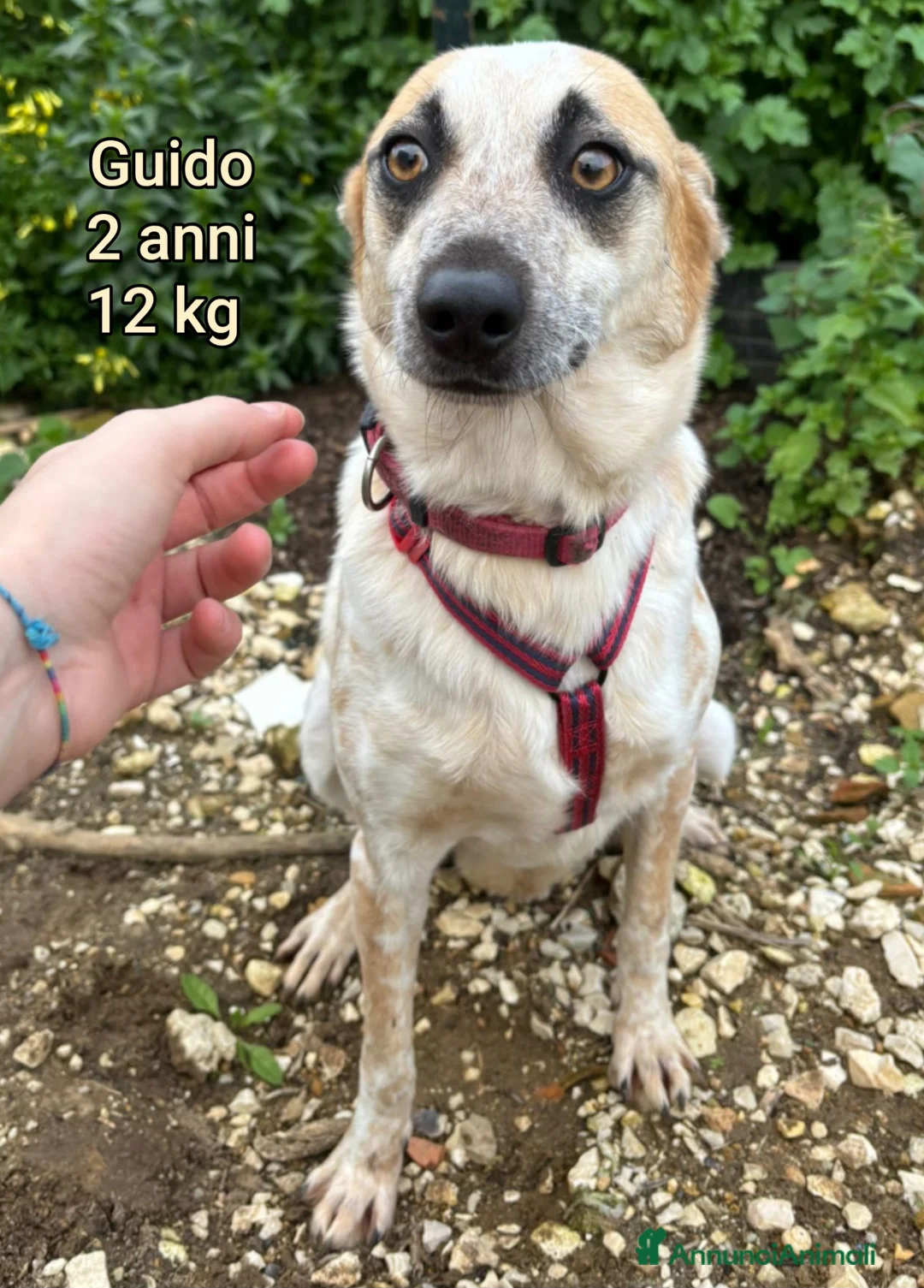 Meticcio cani in regalo: CANI TAGLIA PICCOLA E CONTENUTA  a Provincia di Pistoia - Annuncio 2