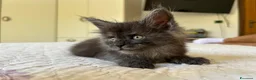 Maine Coon gatti in vendita: Maine Coon cucciolo pedigree ANFI - Annuncio 21