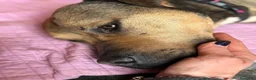 Meticcio cani in regalo: Bobby, semplicemente fantastico - Annuncio 9
