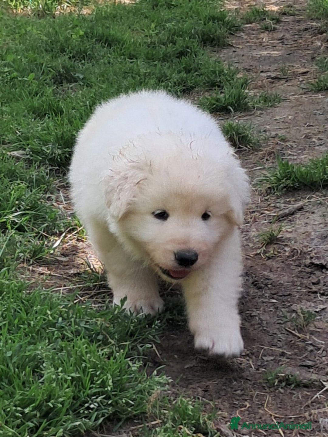 Pastore Maremmano cani in vendita: cuccioli e cuccioloni di pastore Maremmano Abruz. - Annuncio 11