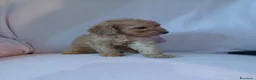 Barboncino Toy cani in vendita: Cuccioli di Barboncino toy  - Annuncio 3