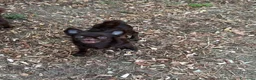 Chihuahua cani in vendita: Chihuahua mini - Annuncio 3