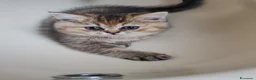 British gatti in vendita: British shorthair cuccioli - Annuncio 3