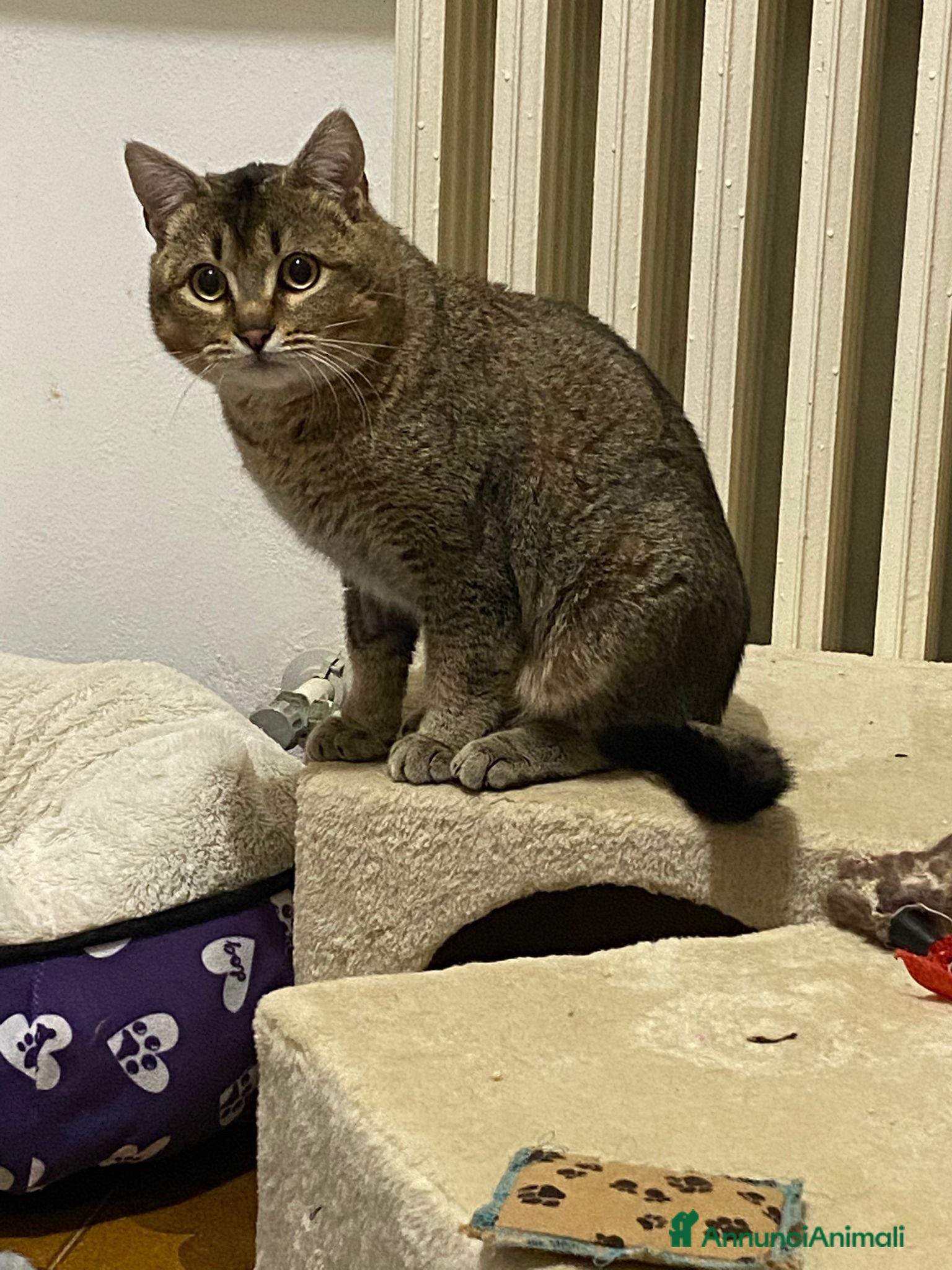 Meticcio gatti Bibó cerca adozione del cuore - Annuncio 2