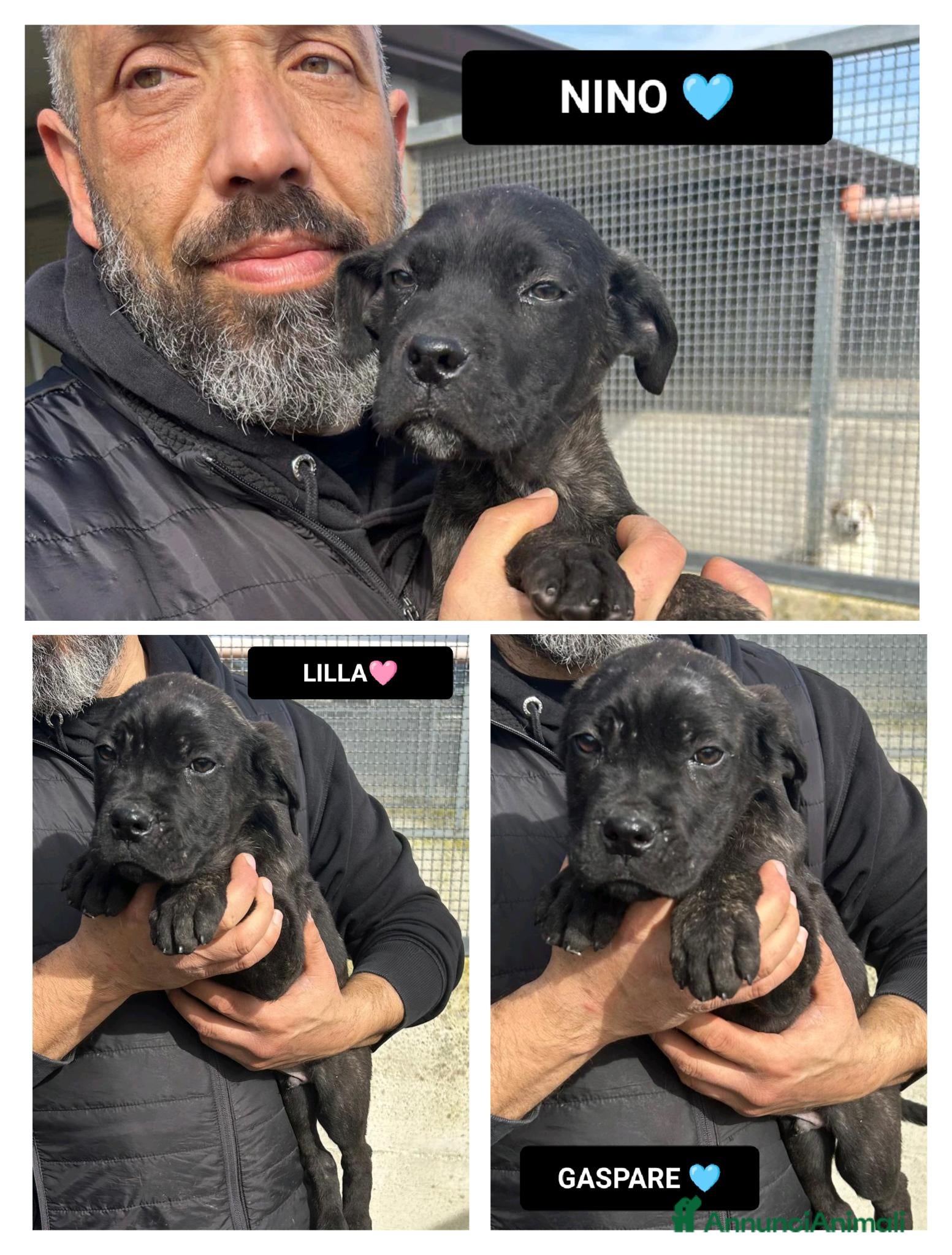 Altre razze cani NINO LILLA GASPARE - Annuncio 6