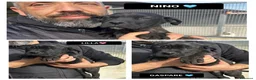 Altre razze cani in regalo: NINO LILLA GASPARE - Annuncio 1