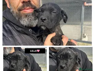 Altre razze cani NINO LILLA GASPARE - Annuncio 6