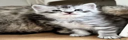 Siberiano gatti in vendita: SIBERIANO GATTINO IPOALLERGENICO  - Annuncio 6