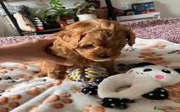 Meticcio cani in vendita: Cuccioli di Maltipoo - Immagine 8